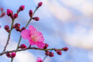 梅の花　蕾