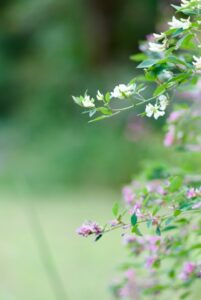はぎの花