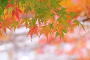 2025紅葉