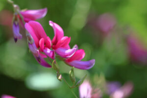 萩の花