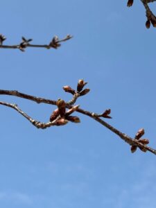 桜のつぼみ
